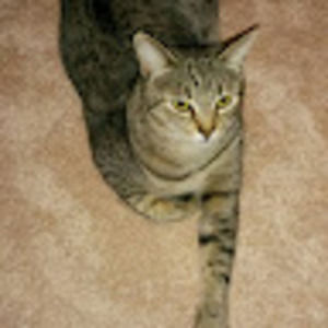 Meet your Posher, Beulah